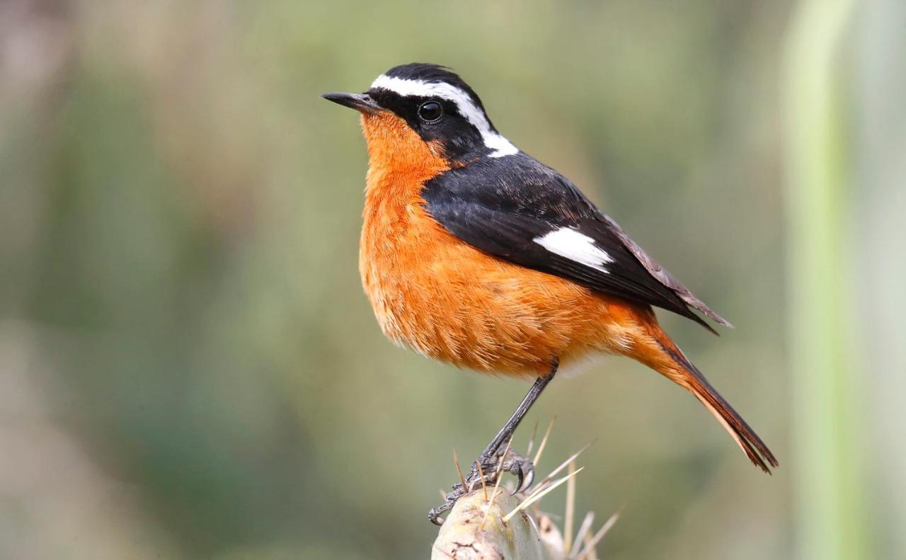 Dades Birds